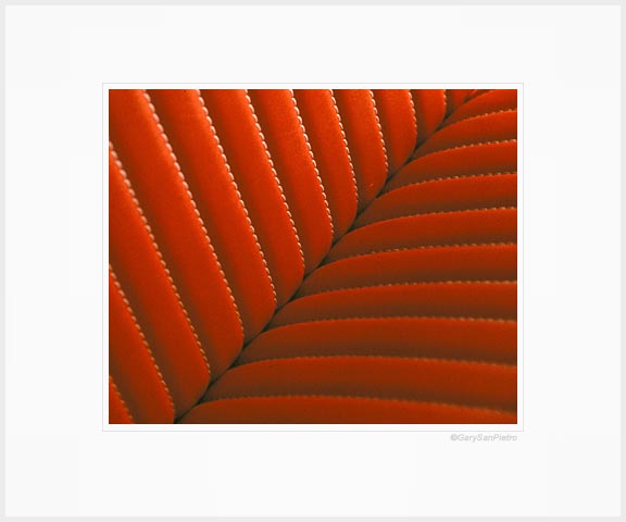 Red Fronds